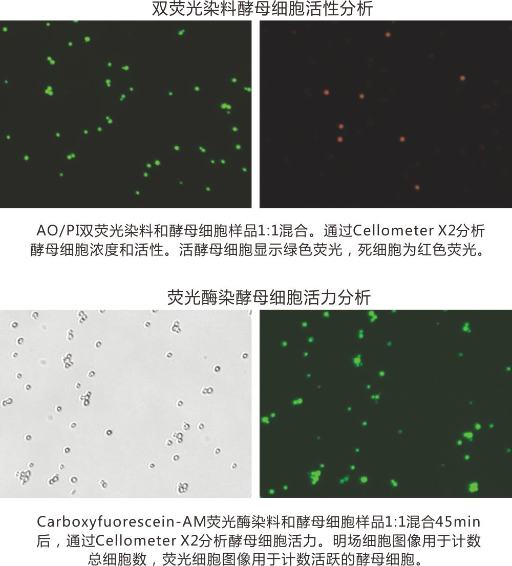 yeast FL cell counting-2.png